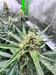 Growreport Bild 6