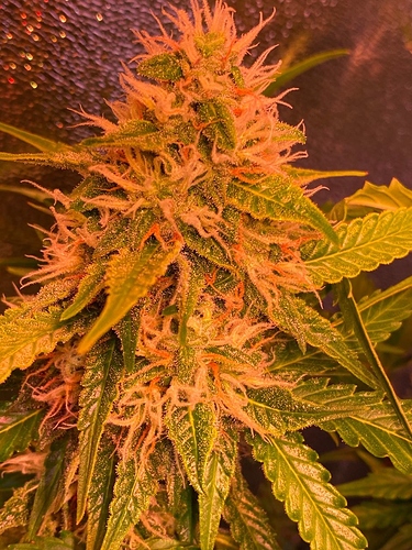 Growreport Bild 5