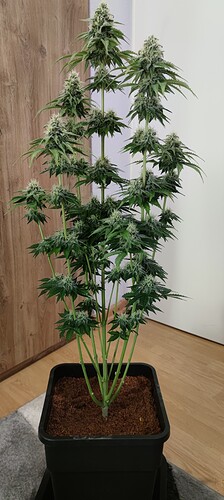 Growreport Bild 2