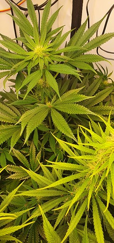 Growreport Bild 11