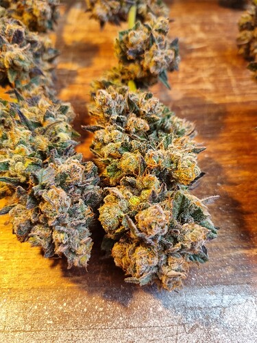 Growreport Bild 33