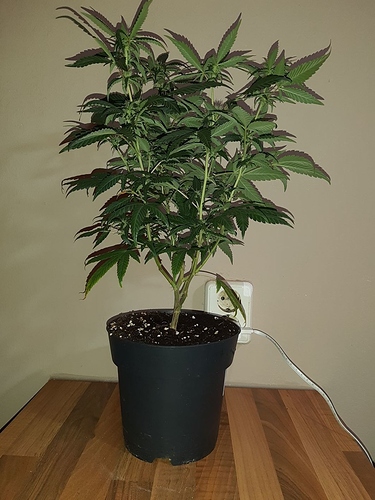 Growreport Bild 10