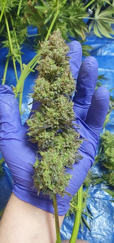 Growreport Bild 38