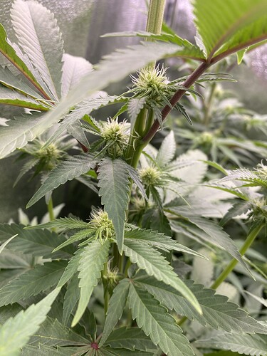 Growreport Bild 3