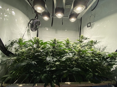 Growreport Bild 5