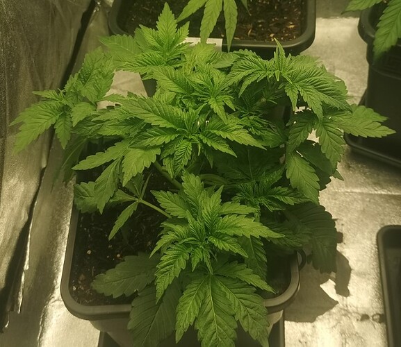 Growreport Bild 8