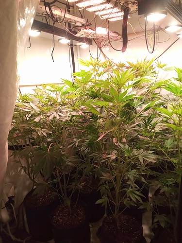 Growreport Bild 28