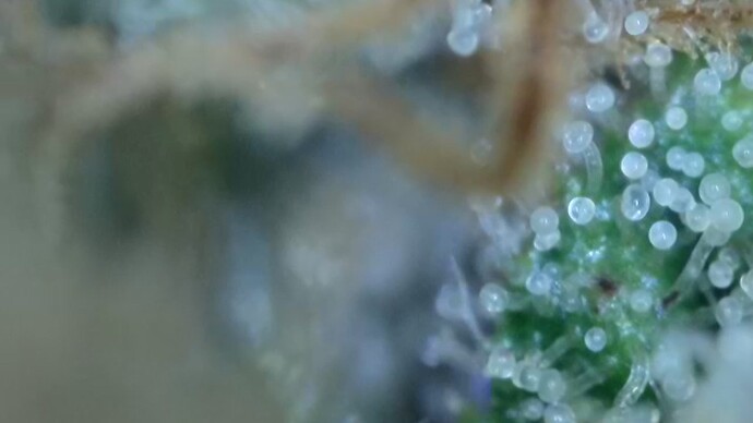 Growreport Bild 51