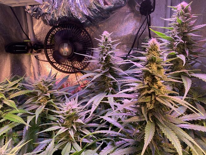 Growreport Bild 1
