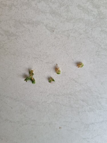 Growreport Bild 6