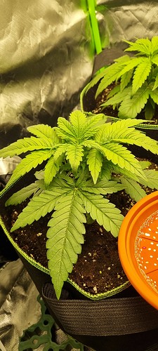 Growreport Bild 2