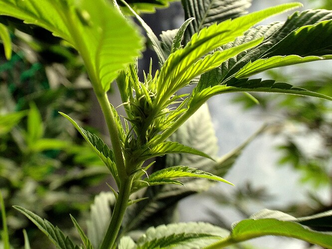 Growreport Bild 26