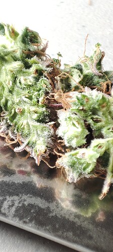 Growreport Bild 20