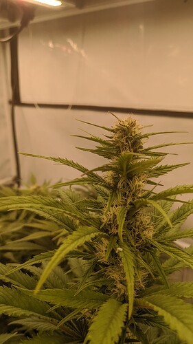 IMG_20231229_091645_787