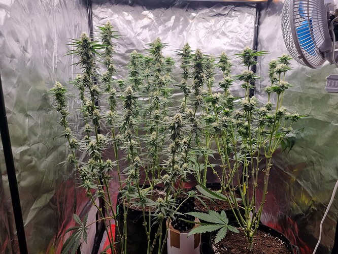 Growreport Bild 15