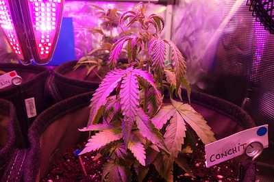 Growreport Bild 60