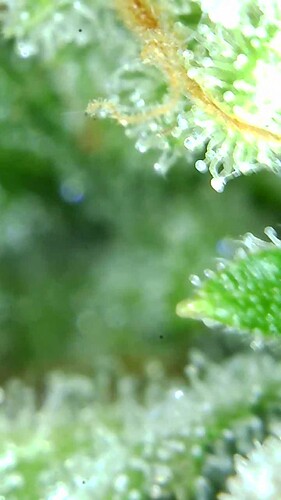 Growreport Bild 71