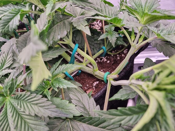 Growreport Bild 69