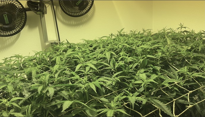 Growreport Bild 1