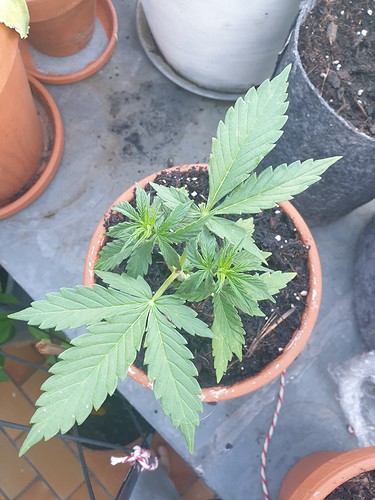 Growreport Bild 3