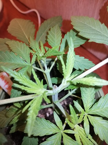 Growreport Bild 2