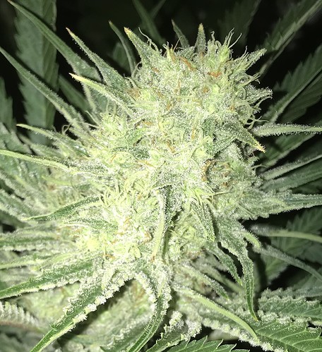 Growreport Bild 36