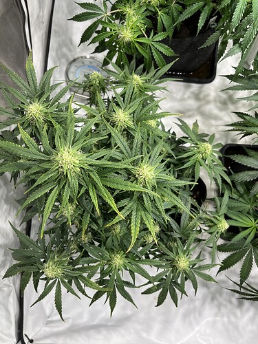 Growreport Bild 1
