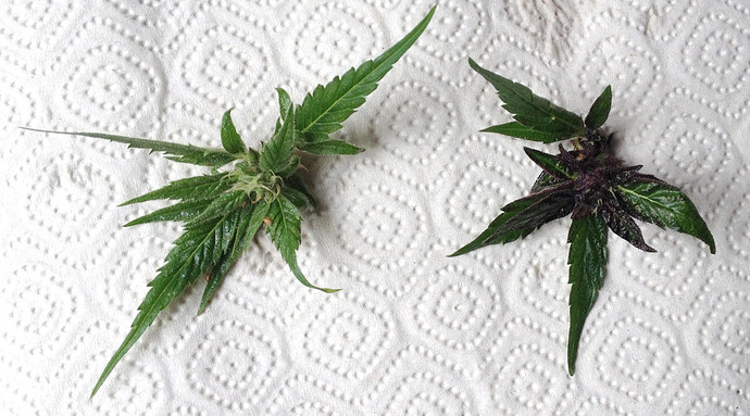 Growreport Bild 14