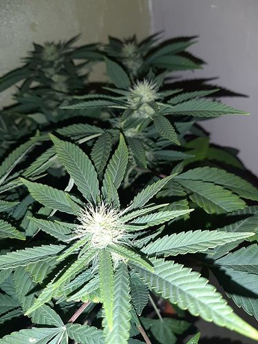 Growreport Bild 6