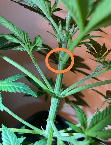 Growreport Bild 3