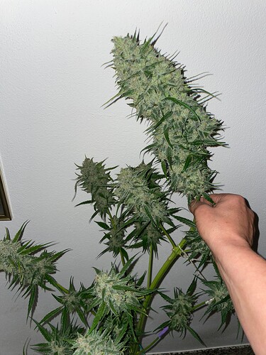 Growreport Bild 17