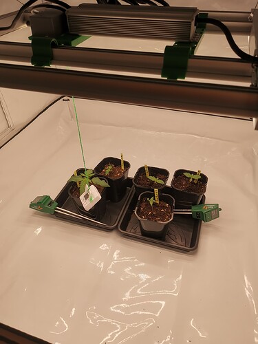 Growreport Bild 5