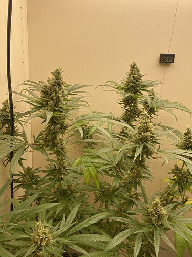 Growreport Bild 13