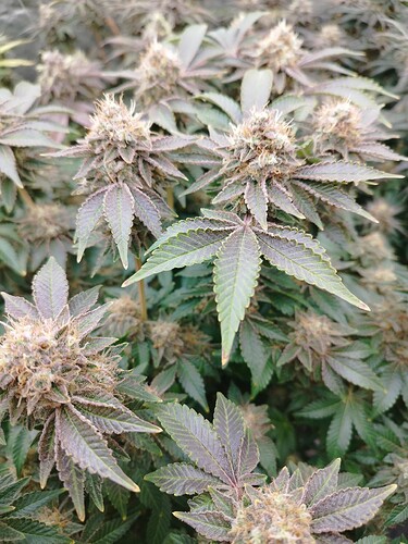 Growreport Bild 1