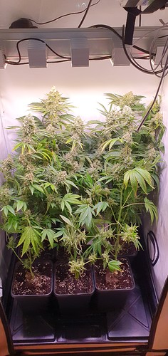 Growreport Bild 9