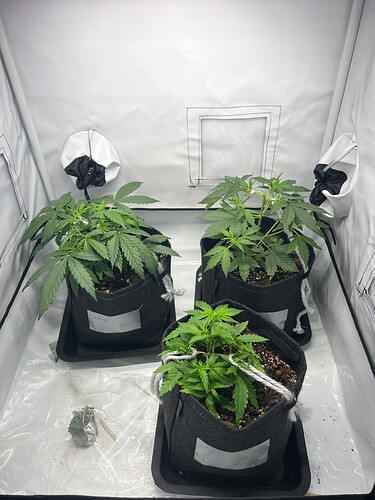 Growreport Bild 20