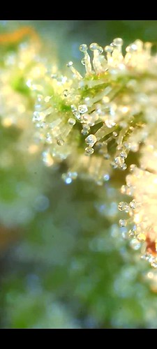 Growreport Bild 20