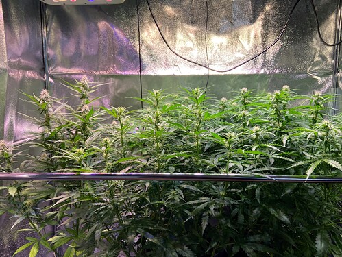 Growreport Bild 1