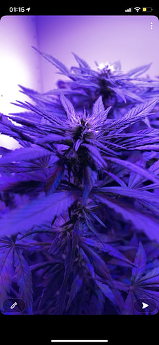 Growreport Bild 1