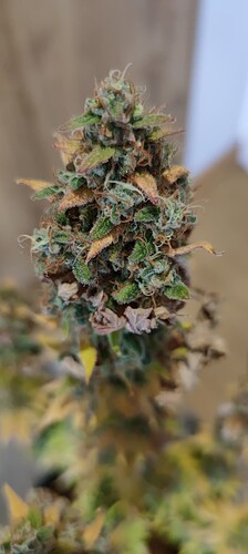 Growreport Bild 4