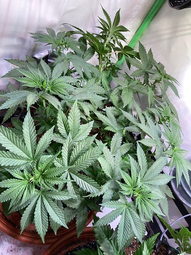 Growreport Bild 5