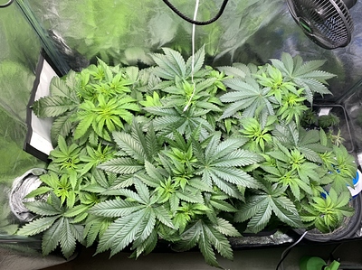 Growreport Bild 9