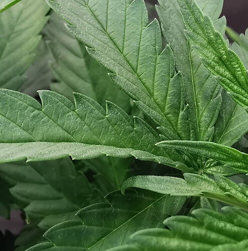 macro3