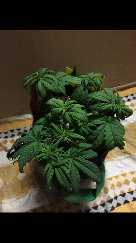 Growreport Bild 4
