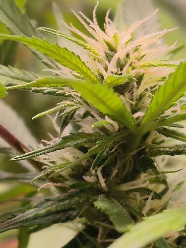 Growreport Bild 9