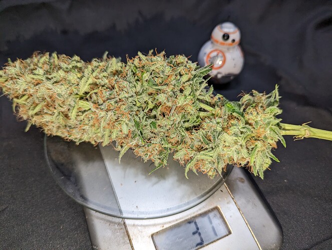 Growreport Bild 34