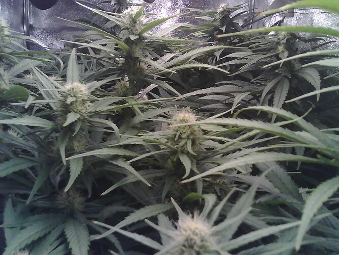 Growreport Bild 2