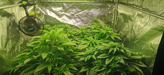 Growreport Bild 1