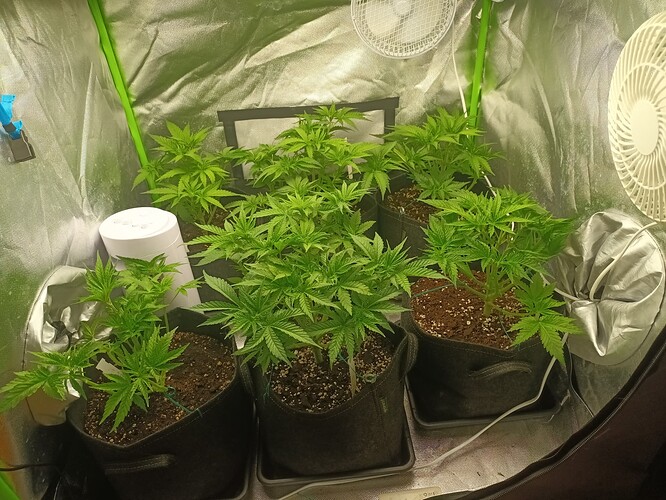 Growreport Bild 3