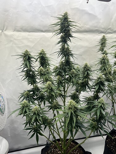 Growreport Bild 39
